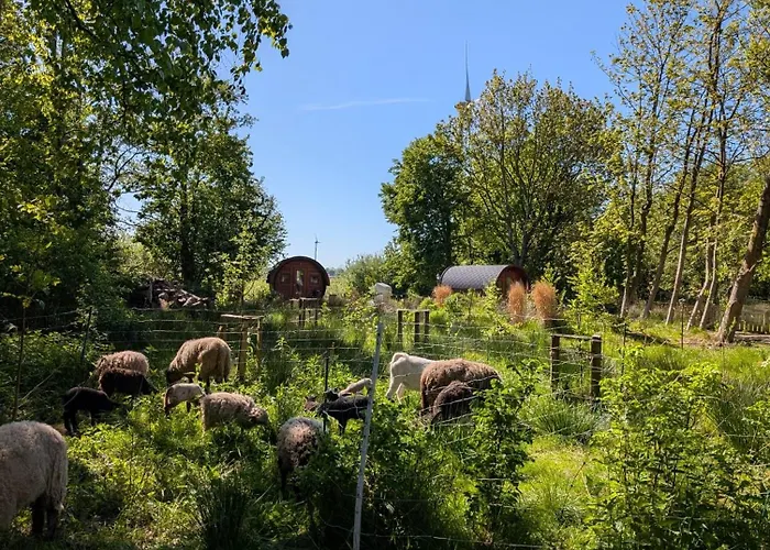 Sonnenblume * Holtgast